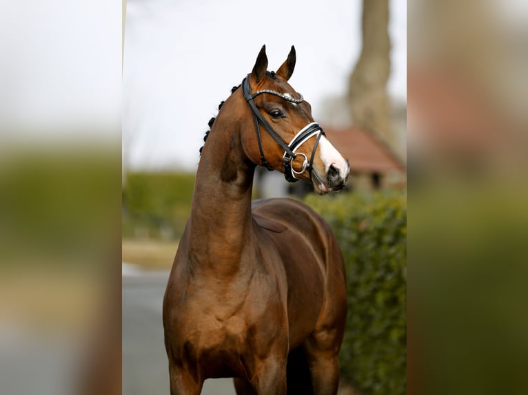 Westfaliano Yegua 4 años 167 cm Castaño in Vechta