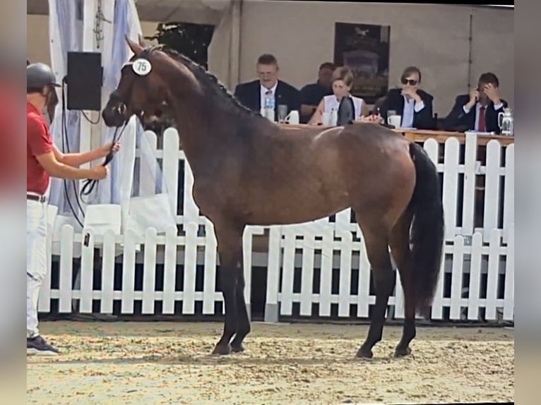 Westfaliano Yegua 4 años 167 cm Castaño oscuro in TelgteTelgte