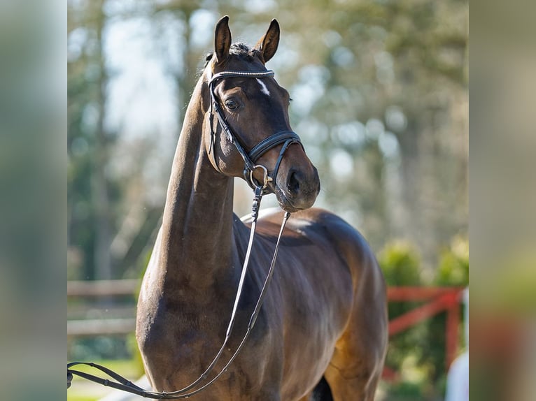 Westfaliano Yegua 4 años 167 cm Castaño oscuro in Münster-Handorf