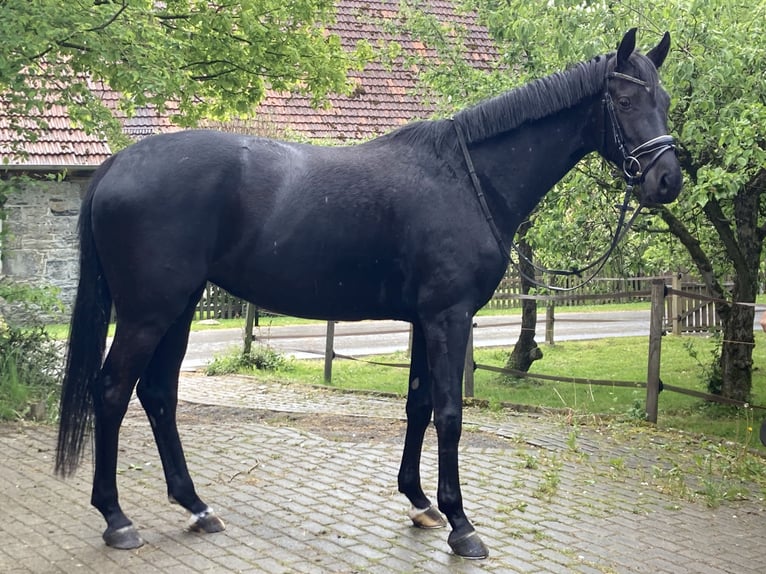 Westfaliano Yegua 4 años 167 cm Morcillo in Balve
