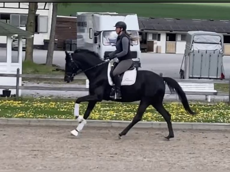 Westfaliano Yegua 4 años 167 cm Morcillo in Balve
