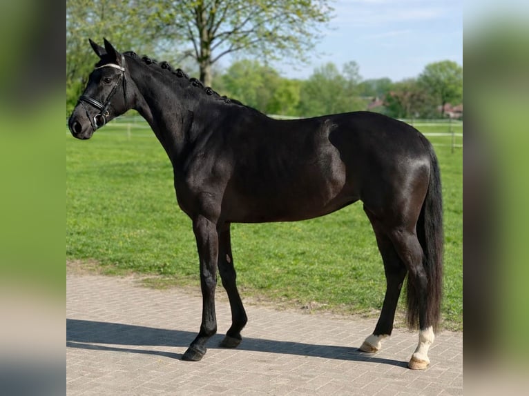 Westfaliano Yegua 4 años 167 cm Negro in Münster