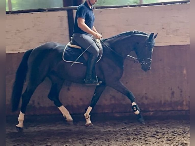 Westfaliano Yegua 4 años 167 cm Negro in Siegen