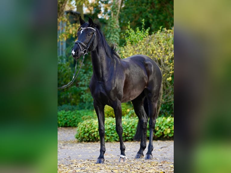 Westfaliano Yegua 4 años 167 cm Negro in Telgte