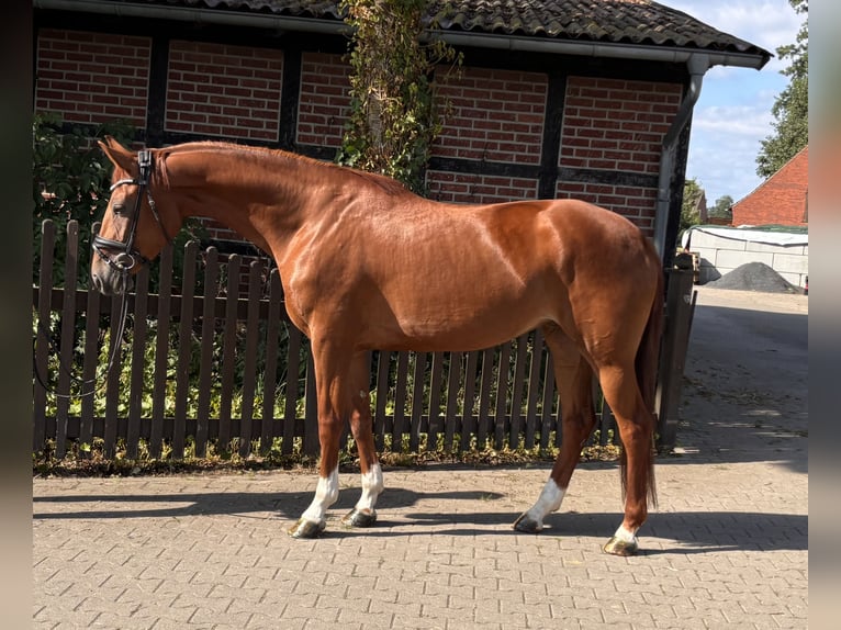 Westfaliano Yegua 4 años 168 cm Alazán in Telgte