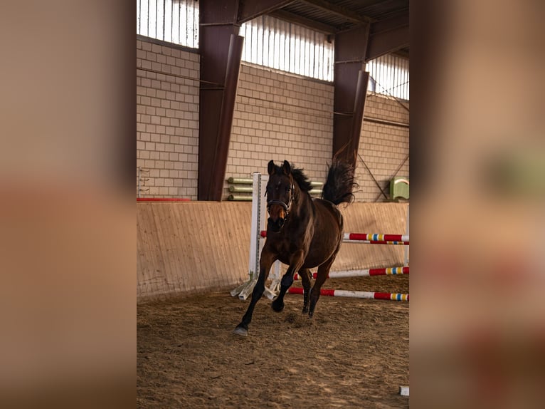 Westfaliano Yegua 4 años 168 cm Castaño in Glandorf