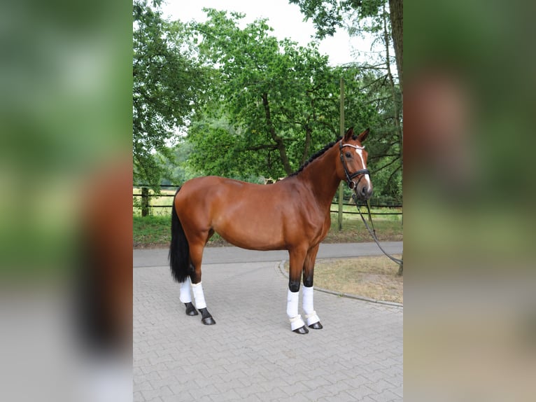 Westfaliano Yegua 4 años 168 cm Castaño in Fürstenau