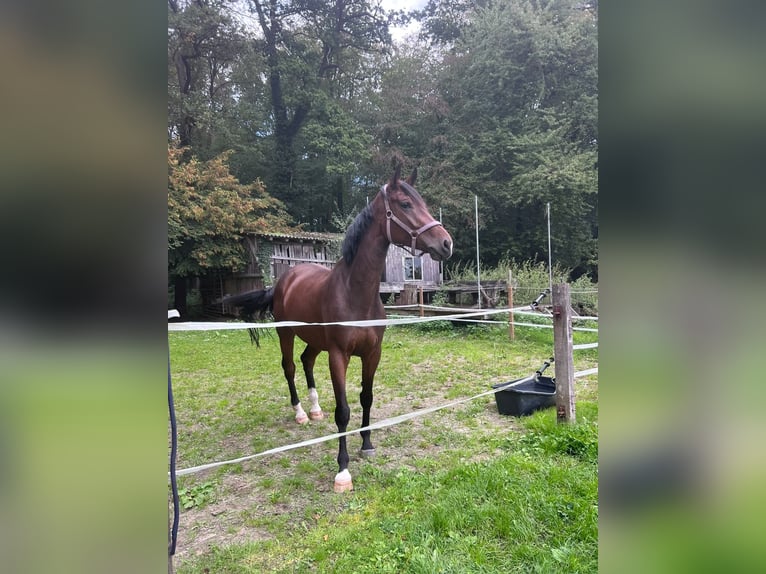 Westfaliano Yegua 4 años 168 cm Castaño in Ahaus