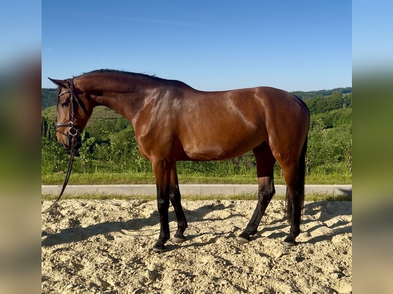 Westfaliano Yegua 4 años 168 cm Castaño in Meinerzhagen