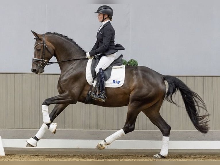 Westfaliano Yegua 4 años 168 cm Castaño oscuro in Altenberge