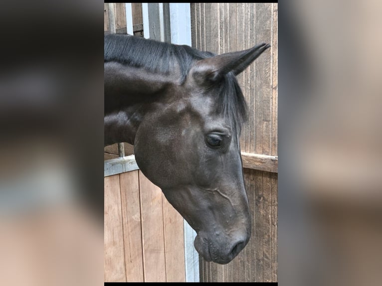 Westfaliano Yegua 4 años 168 cm Morcillo in Marsberg