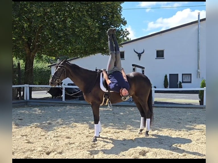 Westfaliano Yegua 4 años 168 cm Morcillo in Marsberg