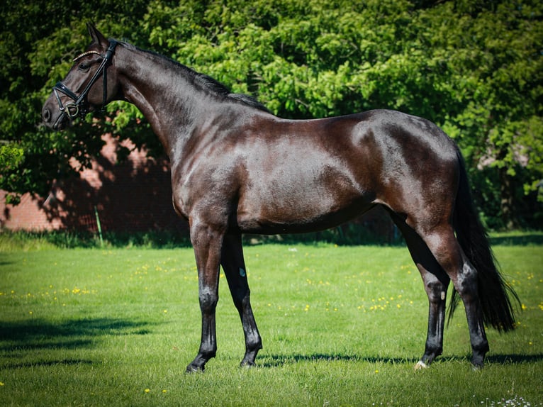 Westfaliano Yegua 4 años 168 cm Morcillo in Gescher