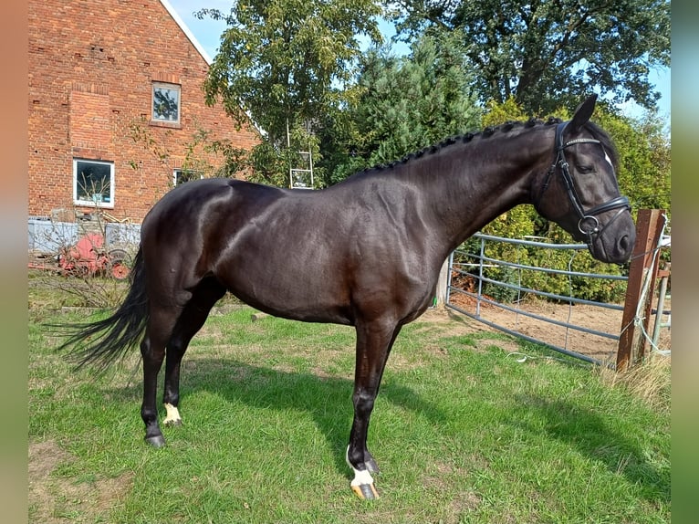 Westfaliano Yegua 4 años 168 cm Negro in Heiden
