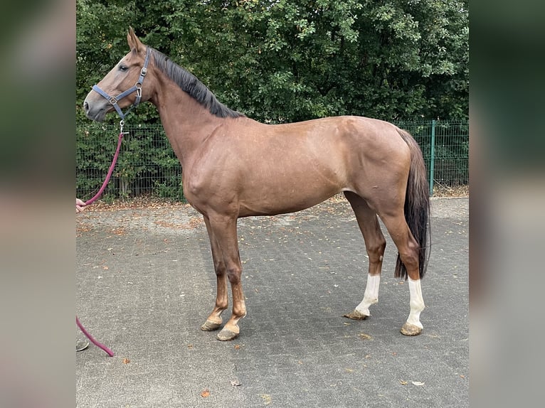 Westfaliano Yegua 4 años 169 cm Alazán in Verl