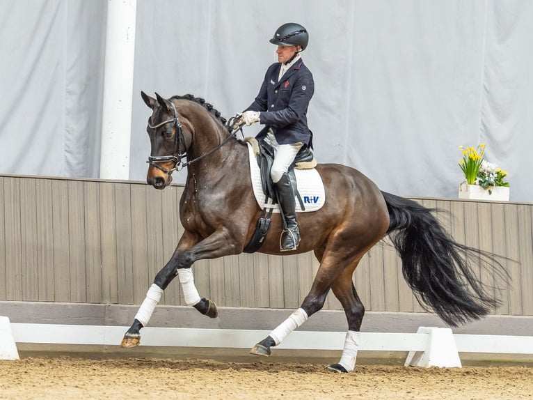 Westfaliano Yegua 4 años 169 cm Castaño oscuro in Münster-Handorf