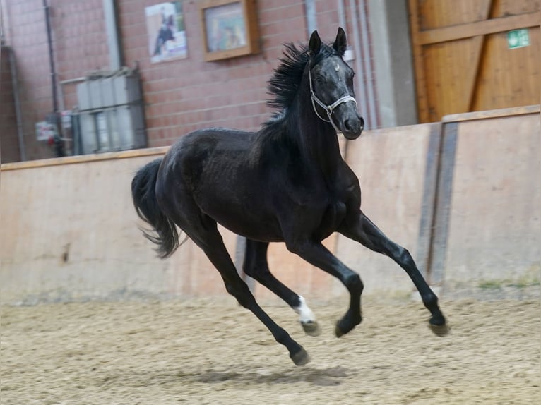 Westfaliano Yegua 4 años 169 cm Negro in Paderborn