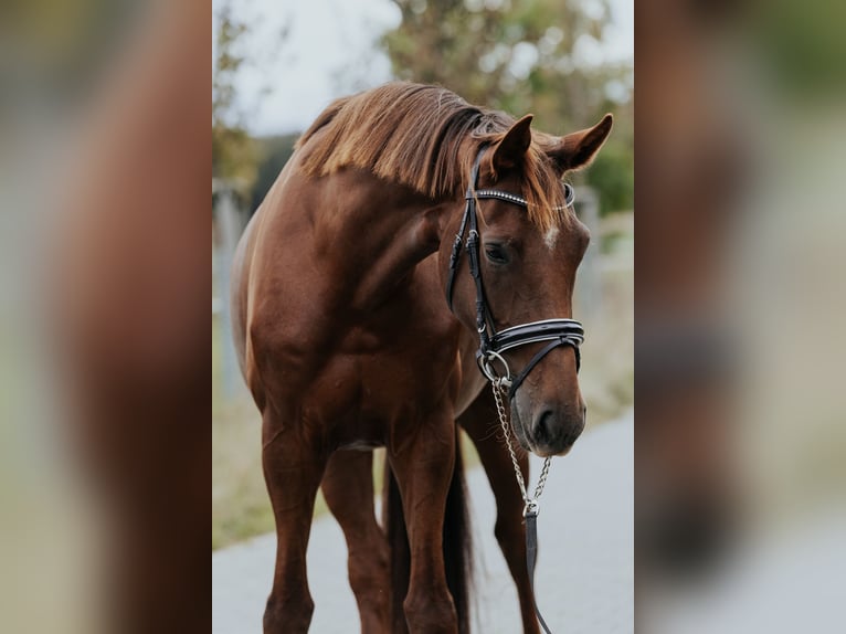 Westfaliano Yegua 4 años 170 cm Alazán-tostado in L&#xF6;wenberger Land