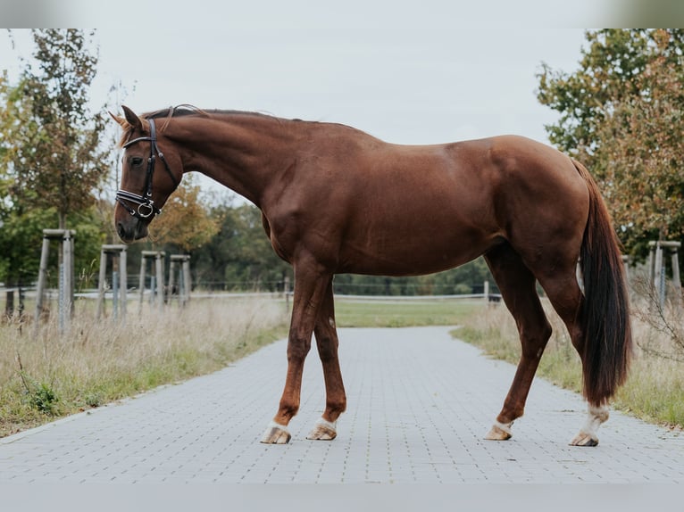 Westfaliano Yegua 4 años 170 cm Alazán-tostado in L&#xF6;wenberger Land