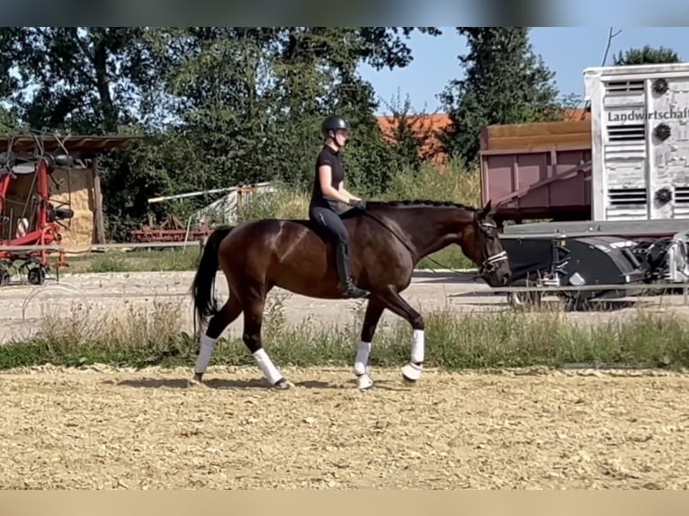 Westfaliano Yegua 4 años 170 cm Castaño in Saerbeck