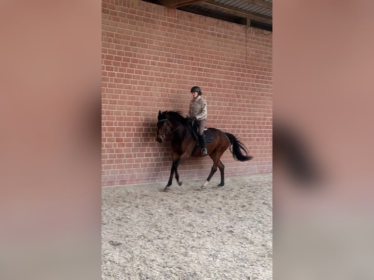 Westfaliano Yegua 4 años 170 cm Castaño in Zierenberg