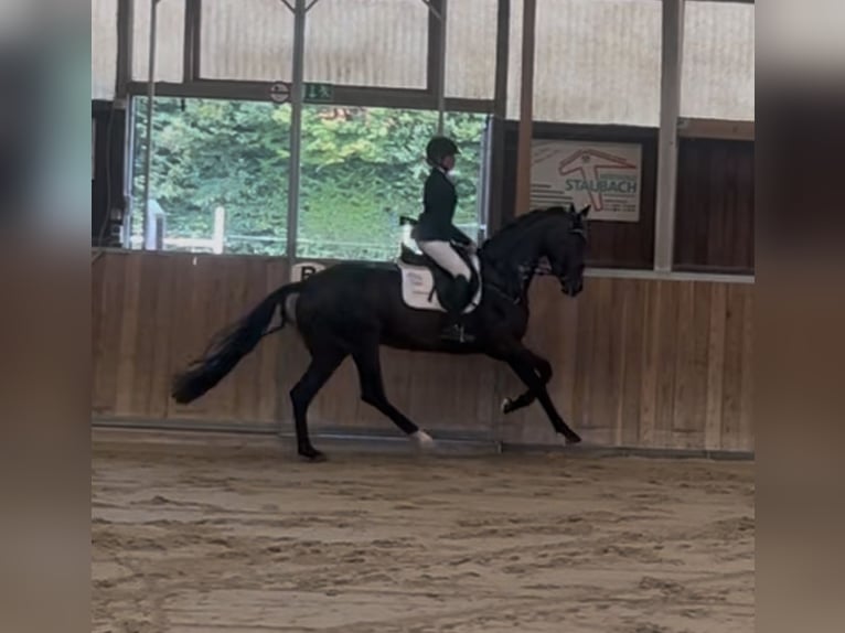 Westfaliano Yegua 4 años 170 cm Castaño in Erlensee