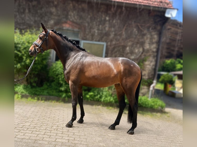 Westfaliano Yegua 4 años 170 cm Castaño oscuro in Bielefeld