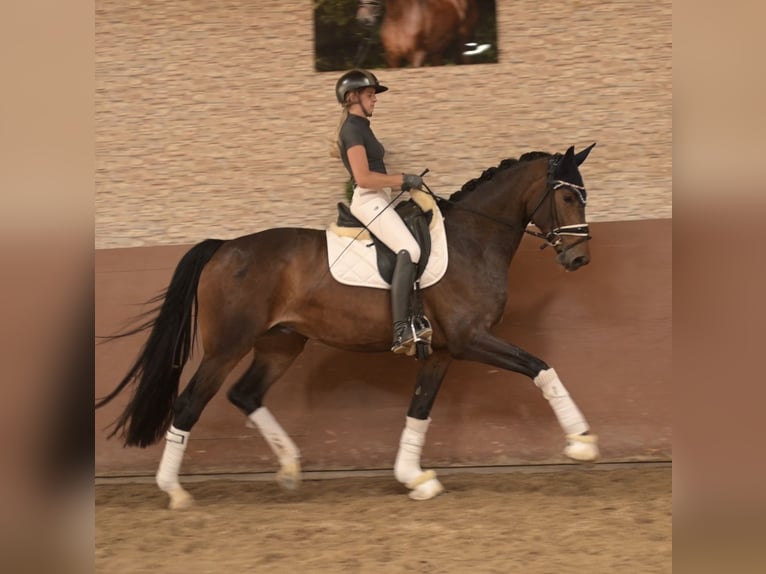 Westfaliano Yegua 4 años 170 cm Castaño oscuro in Wehringen