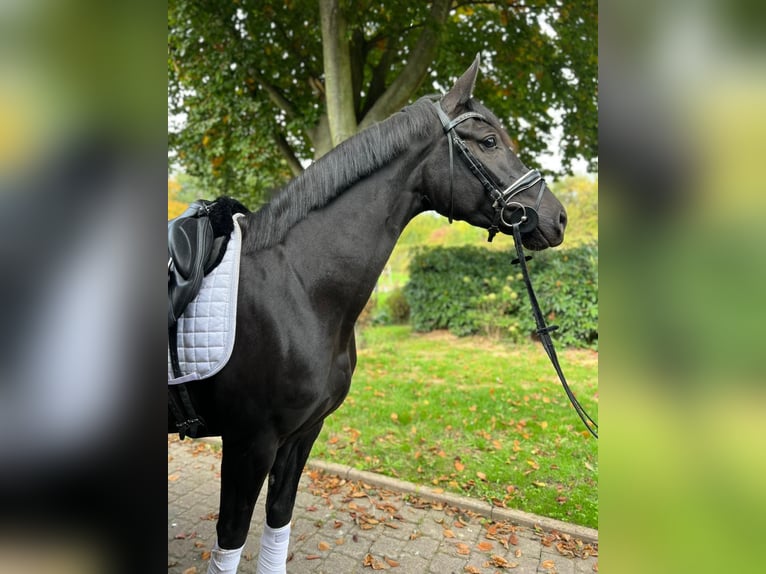 Westfaliano Yegua 4 años 170 cm Negro in HildenHilden