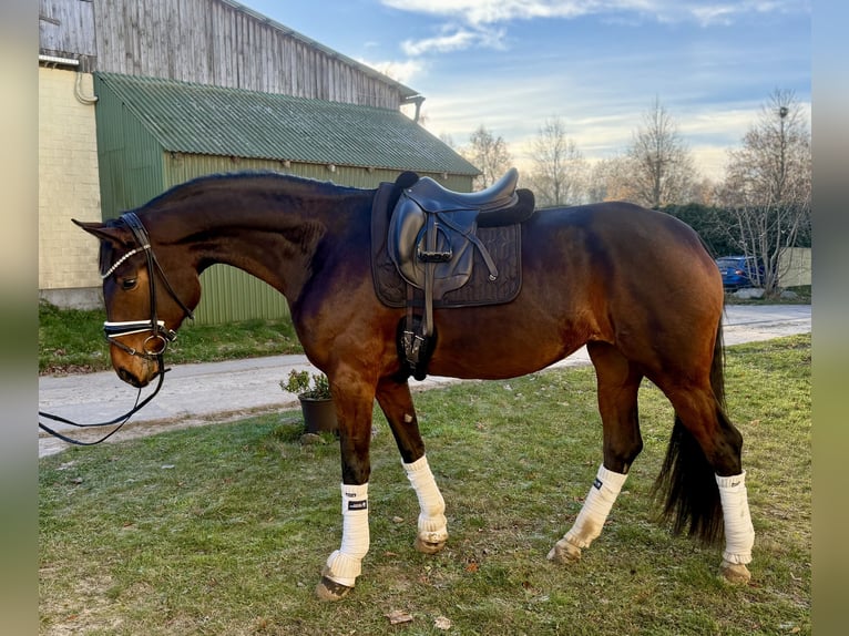 Westfaliano Yegua 4 años 172 cm Castaño in Marlow