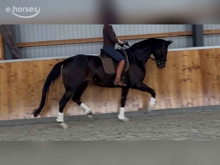 Westfaliano Yegua 4 años 173 cm Morcillo in Velpke