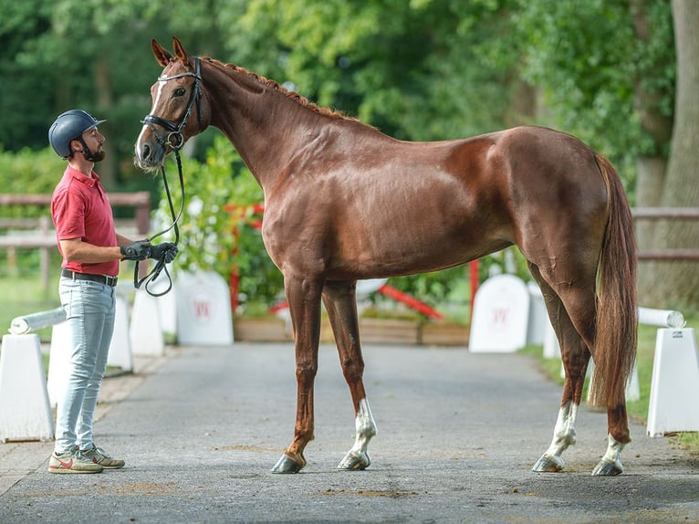 Westfaliano Yegua 4 años 174 cm Alazán-tostado in Münster