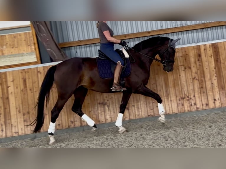 Westfaliano Yegua 4 años 174 cm Castaño oscuro in Velpke