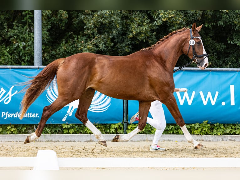 Westfaliano Yegua 4 años 175 cm Alazán in Kürten