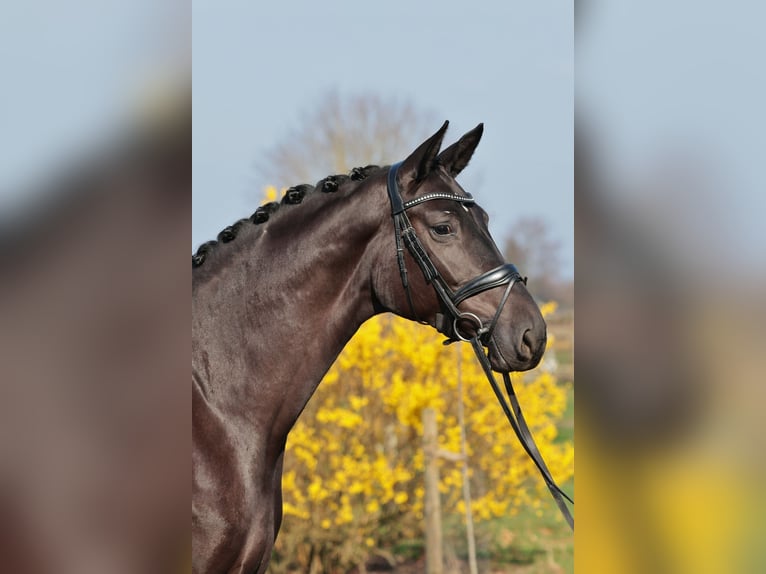 Westfaliano Yegua 4 años 175 cm Morcillo in Saerbeck