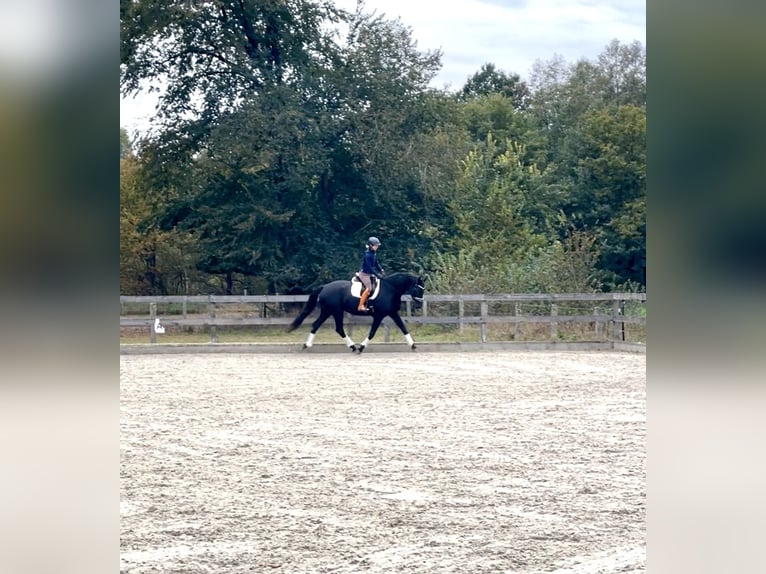 Westfaliano Yegua 4 años 175 cm Negro in Amelinghausen