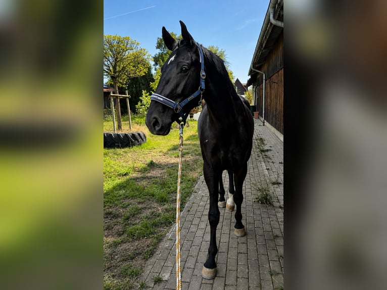Westfaliano Yegua 4 años 175 cm Negro in Prichsenstadt