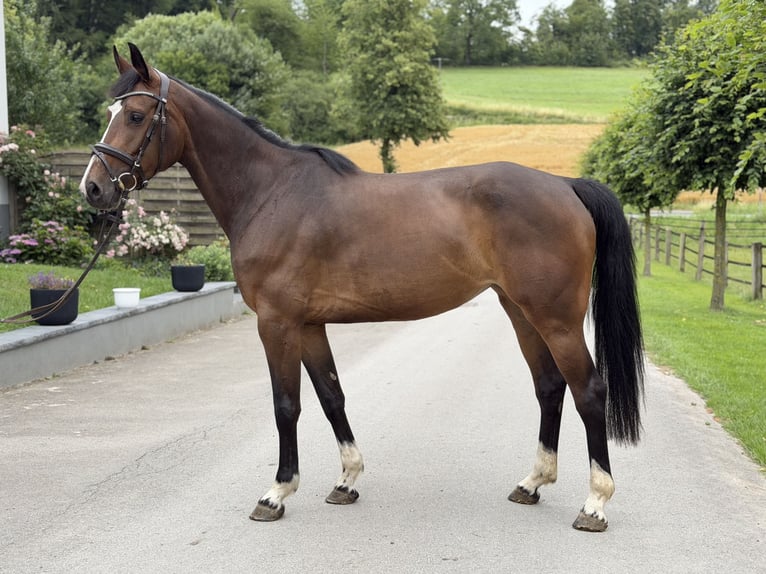 Westfaliano Yegua 4 años Castaño in Barntrup