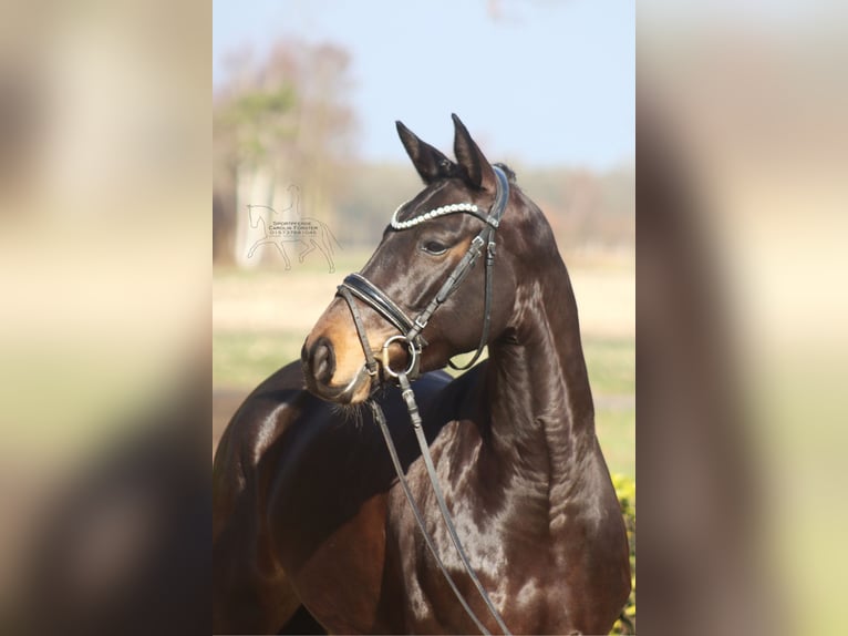 Westfaliano Yegua 5 años 156 cm Castaño oscuro in Reeßum
