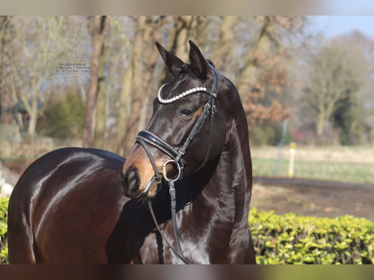 Westfaliano Yegua 5 años 156 cm Castaño oscuro in Reeßum