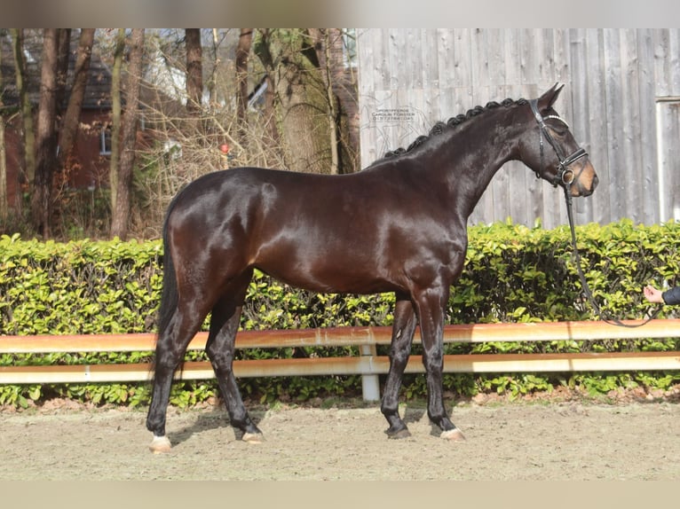 Westfaliano Yegua 5 años 156 cm Castaño oscuro in Reeßum