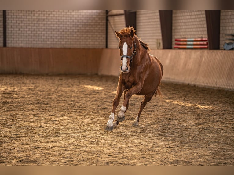 Westfaliano Yegua 5 años 158 cm Alazán in Glandorf