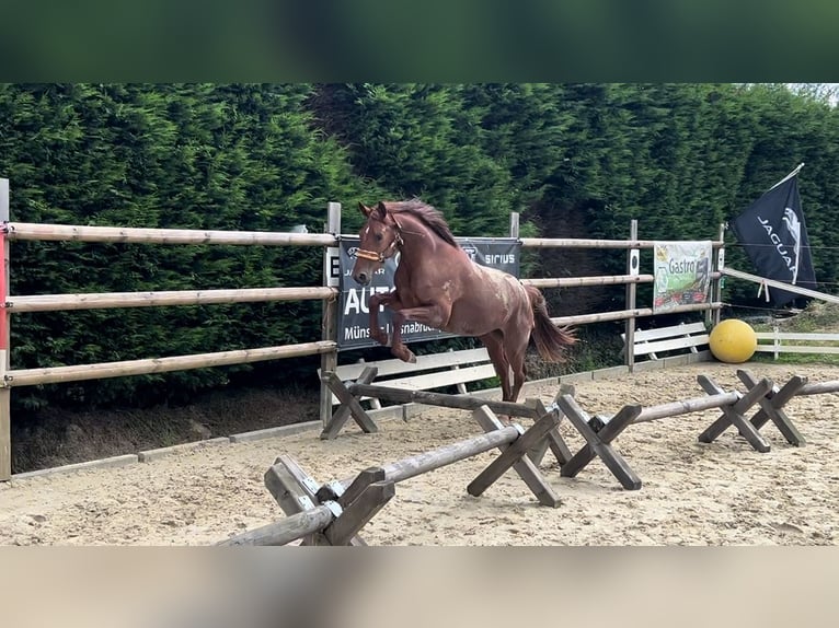 Westfaliano Yegua 5 años 160 cm Alazán in Nottuln