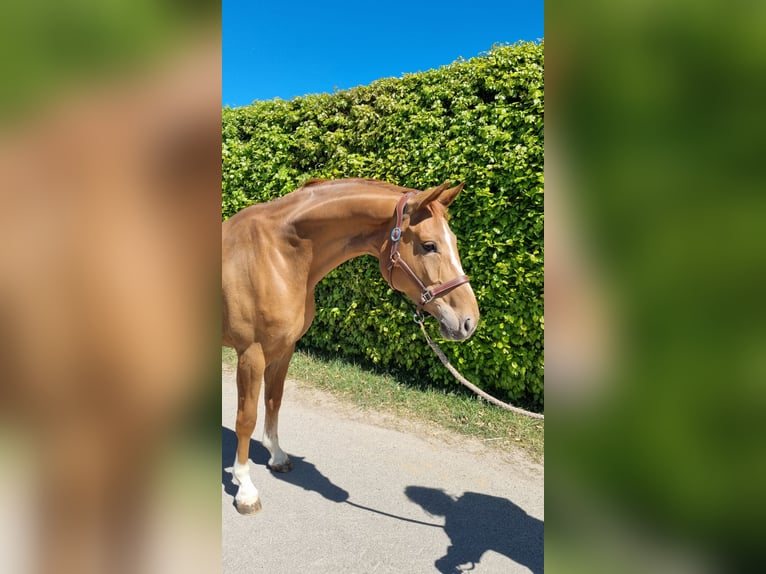 Westfaliano Yegua 5 años 160 cm Alazán-tostado in Bornheim