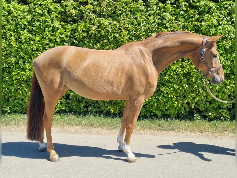 Westfaliano Yegua 5 años 160 cm Alazán-tostado in Bornheim