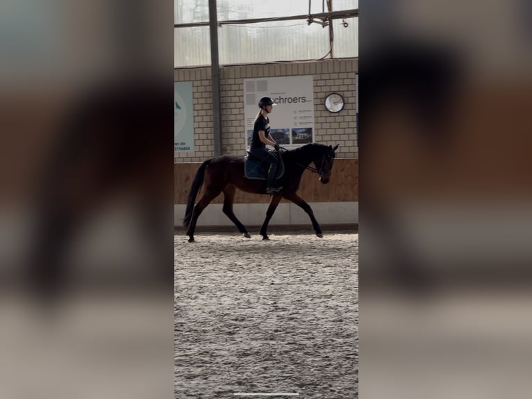 Westfaliano Yegua 5 años 160 cm Castaño oscuro in Kerken