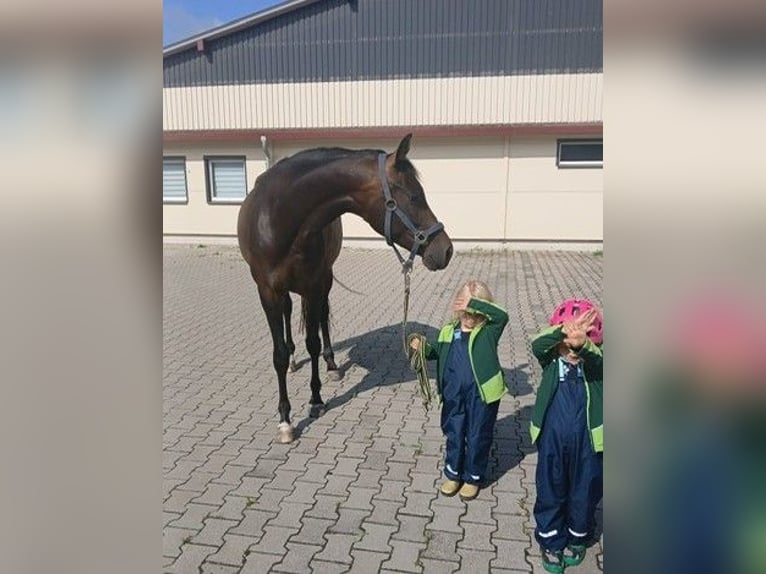 Westfaliano Yegua 5 años 160 cm Castaño oscuro in Karlsdorf-Neuthard