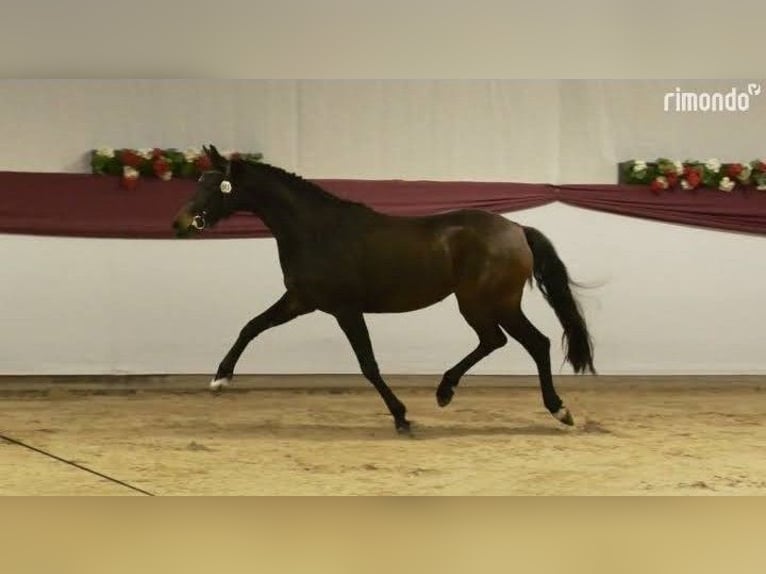 Westfaliano Yegua 5 años 160 cm Castaño oscuro in Karlsdorf-Neuthard