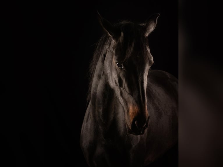 Westfaliano Yegua 5 años 160 cm Castaño oscuro in Elsdorf