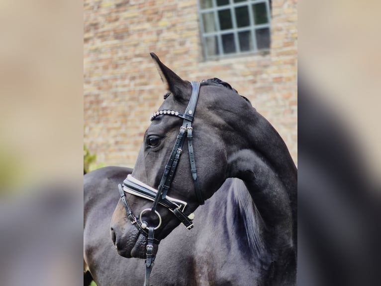 Westfaliano Yegua 5 años 162 cm Morcillo in Ludwigsfelde